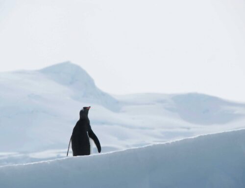 A Penguin On A Car (An NFT Story)
